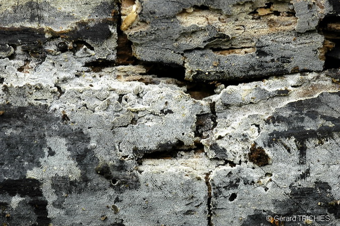 Crosta da determinare - foto 0283 (Thanatephorus fusisporus)